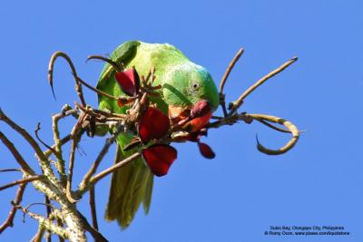 Blue-naped Parrot 
(a near Philippine endemic) 

Scientific name - Tanygnathus lucionensis 

Habitat - uncommon in forest and forest edge. 
