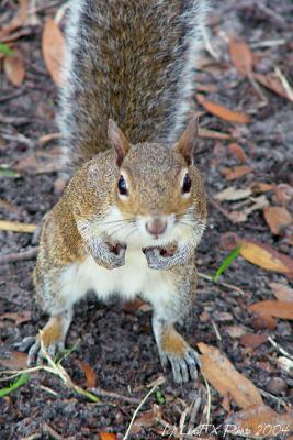 DSC00386-Mrs.-Squirrel-Begs.jpg