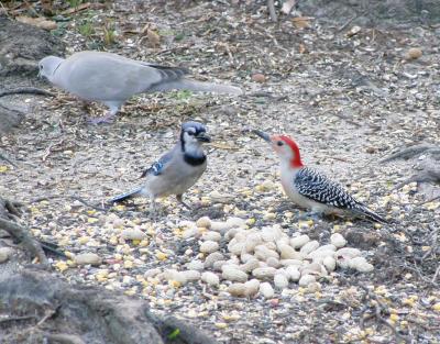 Woodpecker, Blue Jay and Dove