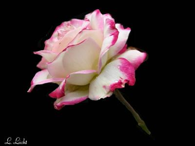 A Tulsa Rose.jpg