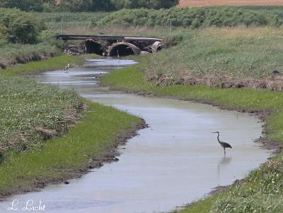 Herons in the marsh 048a.jpg