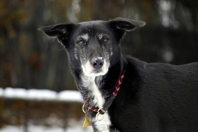 Saskia, Ready for Take-off