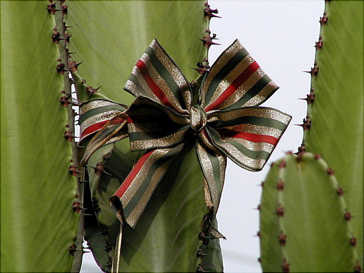 Laced Cactus