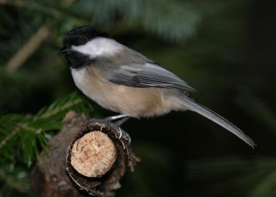 chickadee-d2405.jpg