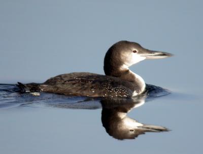 common-loon-n1158.jpg