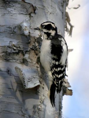 downy-woodpecker-d2011.jpg