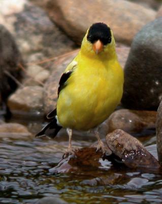 goldfinch-4083.jpg