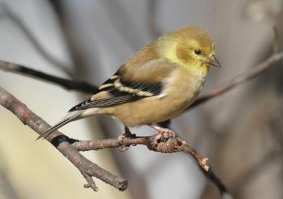 goldfinch-d2455.jpg