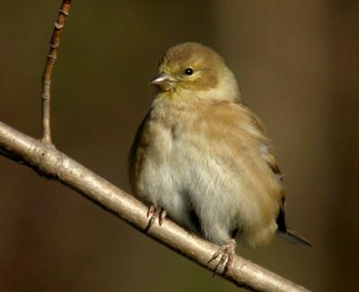 goldfinch-n1009.jpg