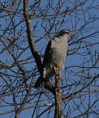 goshawk-d1531.jpg