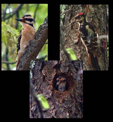 hairy-woodpecker-coll.jpg