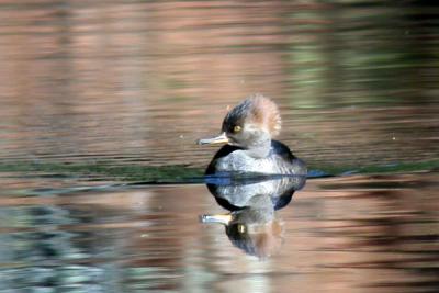 hooded-merganser-n1164.jpg