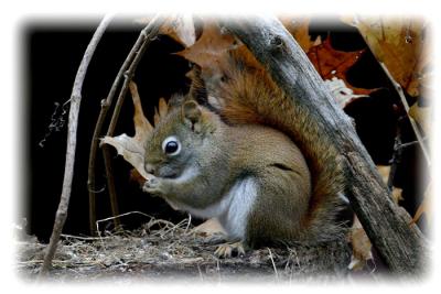 u37/loggah/medium/24384731.topbaseredsquirreld1101.jpg