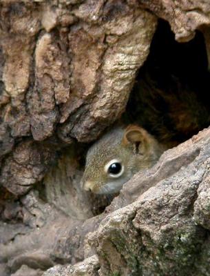 u37/loggah/medium/24384732.topbaseredsquirreln0410.jpg