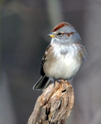 tree-sparrow-d1413.jpg