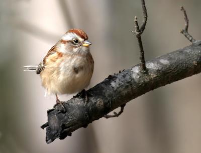 tree-sparrow-d1628.jpg