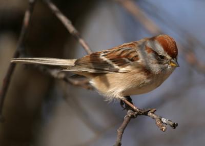 tree-sparrow-d1642.jpg
