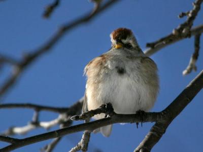 tree-sparrow-d2638.jpg