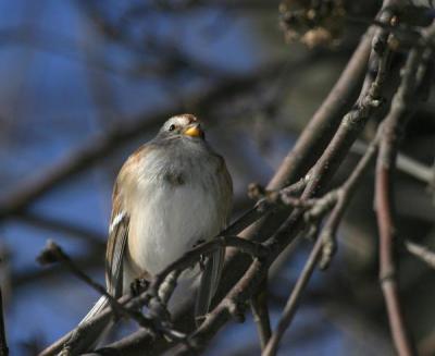 tree-sparrow-d2642.jpg