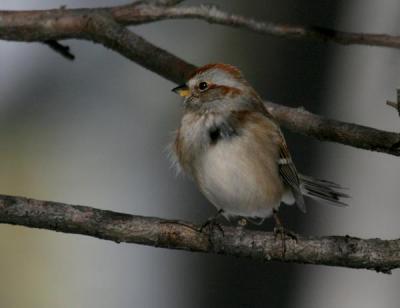 tree-sparrow-d2657.jpg