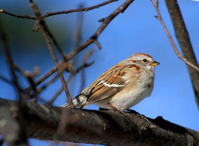 tree-sparrow-d2687.jpg