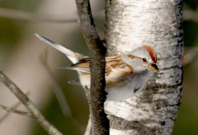 tree-sparrow-d2761.jpg