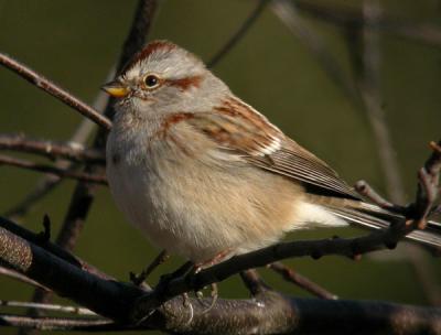 tree-sparrow-n1003.jpg