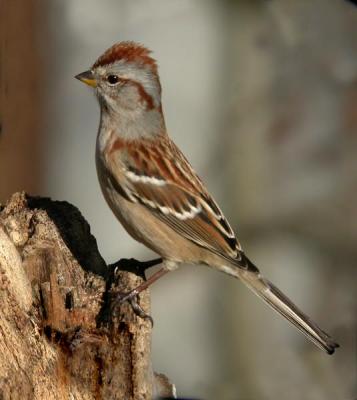 tree-sparrow-n1072.jpg