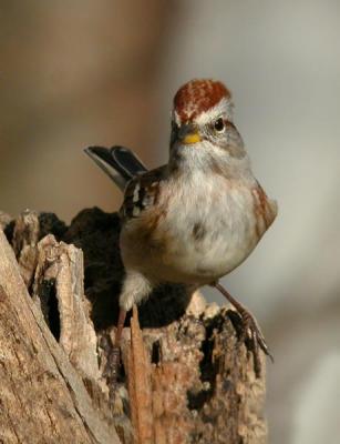 tree-sparrow-n1076.jpg