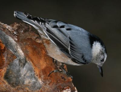 white-breasted-nuthatch-d24.jpg