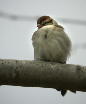 white-crowned-sparrow-0779.jpg