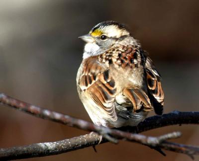 white-throat-spar-d1550.jpg