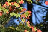 maple-leaves-d5234.jpg