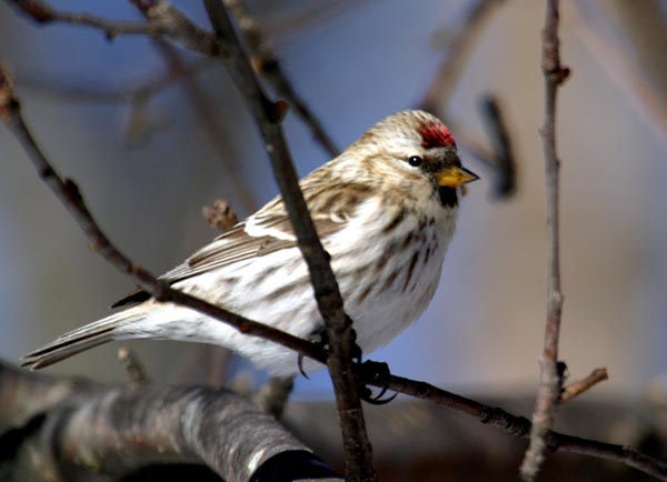 redpoll-d2679.jpg