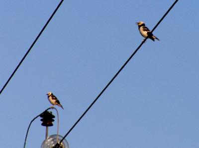 black necked starling.jpg