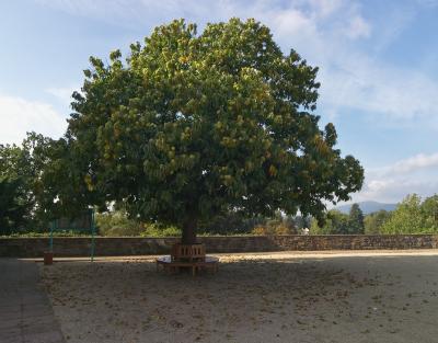 Tree in the castle court yard