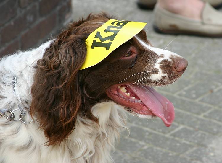 Turnhout - Stad in beweging - Knack Zomerwandeling
