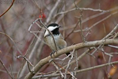 chickadee_Dec_2003.jpg