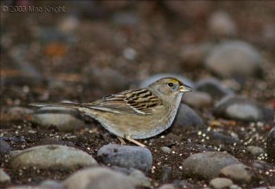 golden-crowned_sparrow.jpg