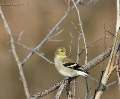 goldfinch-Dec_2003.jpg