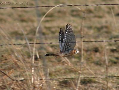 Kestrel in Flight