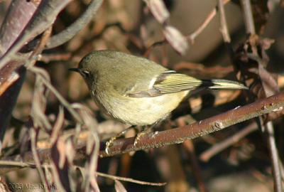 Ruby-crowned Kinglet