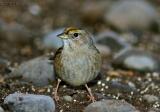 golden-crowned_sparrow2.jpg