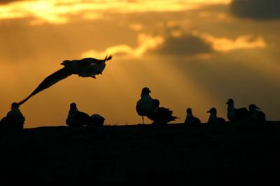 Gulls at Dawn