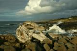Ocean shore paleontology