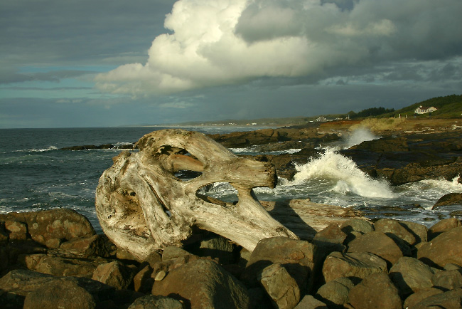 Ocean shore paleontology