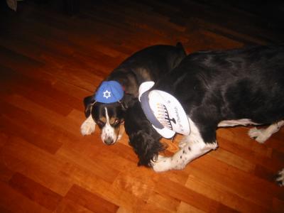 Cosmo and Rocket celebrate the 2nd night of Channukah