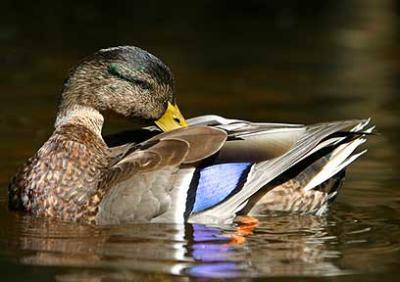 Moment of Relflexion and Preening - Duck