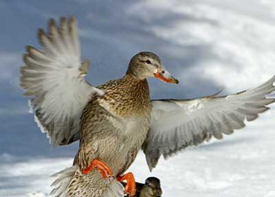 Snowy Arrival - Duck