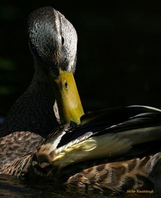 Serenity - Mallard Duck